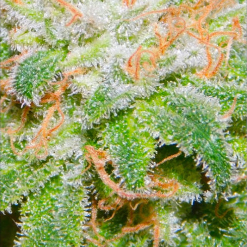 BSB Genetics - The Runtz