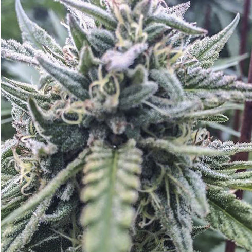 Digital Genetics - The White Star