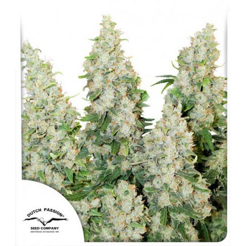 Dutch Passion - Think Different Auto