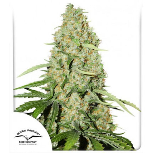 Dutch Passion - Think Fast