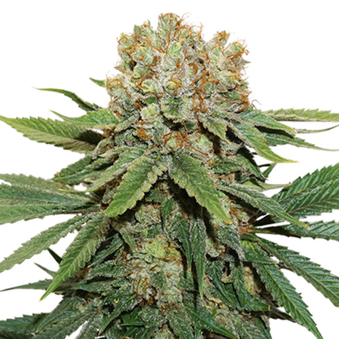 Seed Stockers Seeds - Thin Mint Crack