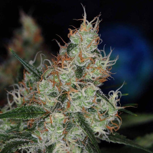 Subcool Seeds/TGA Genetics - The Third Dimension