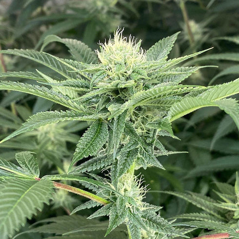 Dark Horse Genetics - Time Ztone
