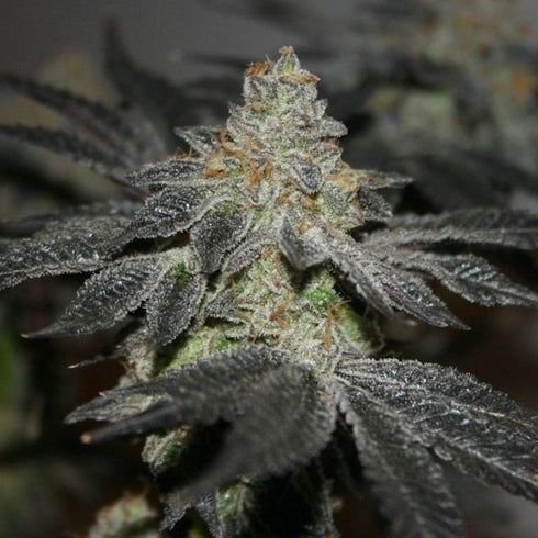 True Canna Genetics - TipTop Magoo