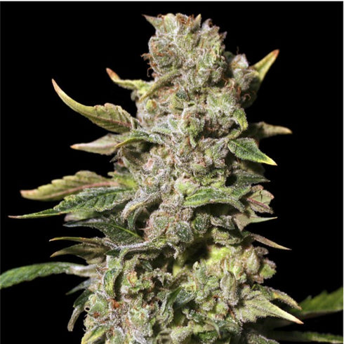 Eva Seeds - TNT Kush