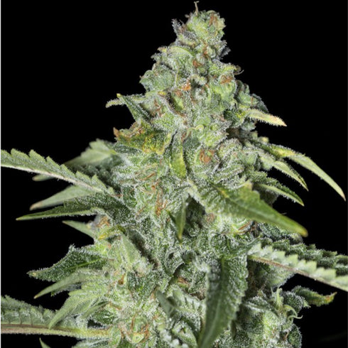 Eva Seeds - TNT Kush CBD