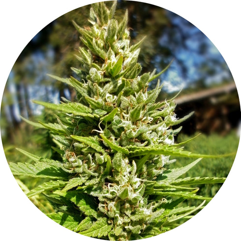 Top Tao Seeds - Top Tao Mix 2