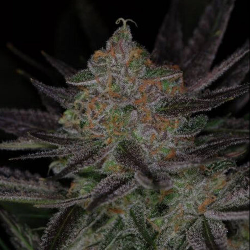 Subcool Seeds/TGA Genetics - Timewreck