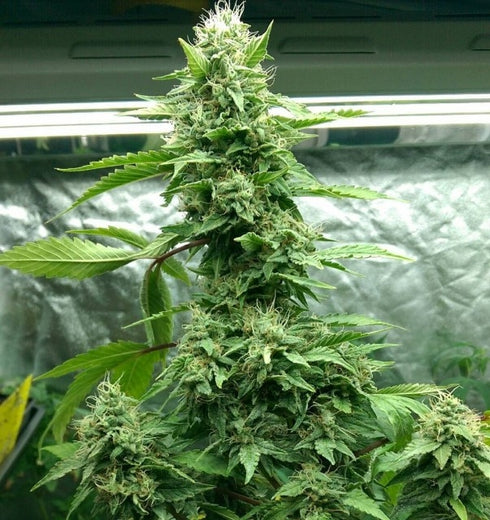 Holy Smoke Seeds - Tre Banana Dawg