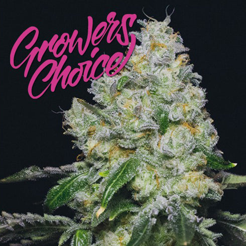 Growers Choice - Tropical Cookies