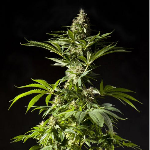 Philosopher Seeds - Tropimango