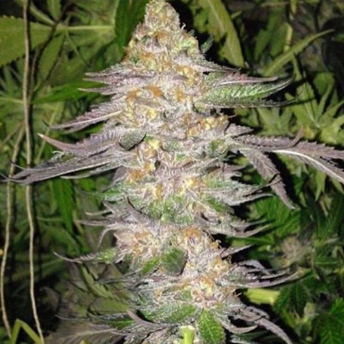 True Canna Genetics - True Colours