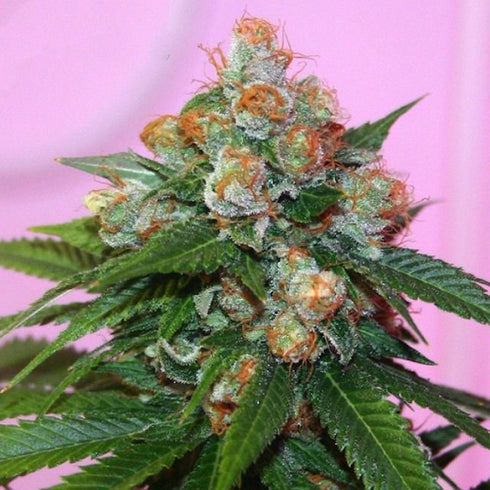 True Canna Genetics - Truzilla