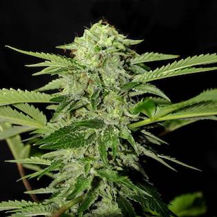 Genehtik Seeds - Txees Bilbo (Cheese)