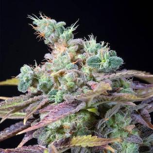 Genehtik Seeds - Txomango