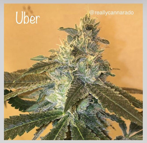 Cannarado Genetics - Uber