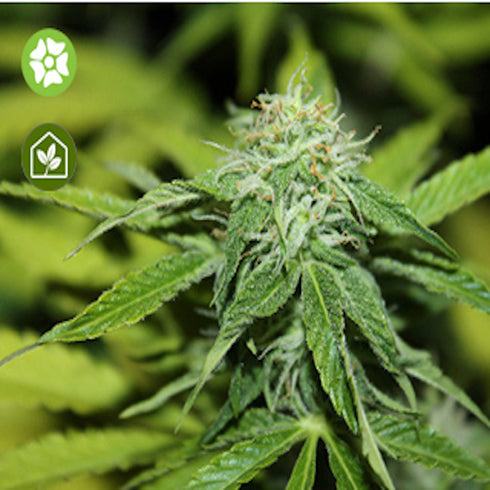 Seedsman - UK Cheese Auto