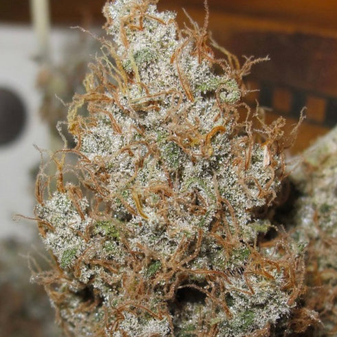 Ultra Genetics - Afro Jam Haze