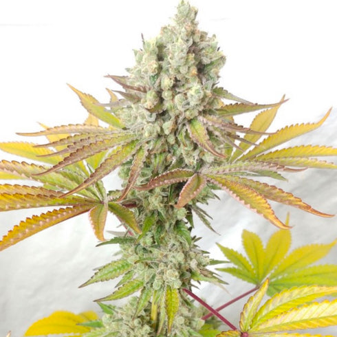 Ultra Genetics - Cookie Balboa