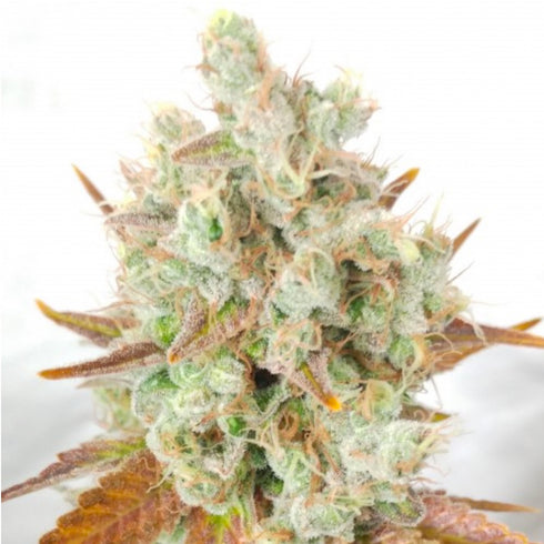 Ultra Genetics - Sour Grape Widow