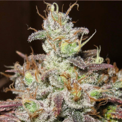 Ultra Genetics - Sugar Tits