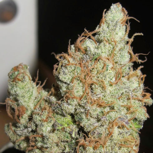 Ultra Genetics - Super Silver Grapefruit