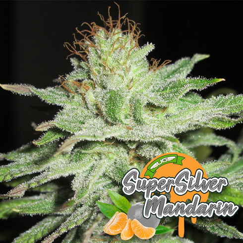Ultra Genetics - Super Silver Mandarin