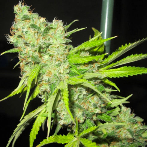 Ultra Genetics - TEC9