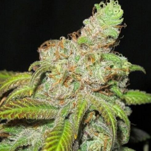 Ultra Genetics - Ultra Grapefruit