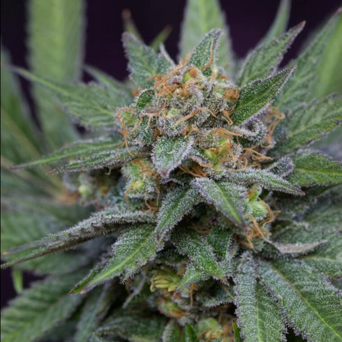 Subcool Seeds/TGA Genetics - Uva