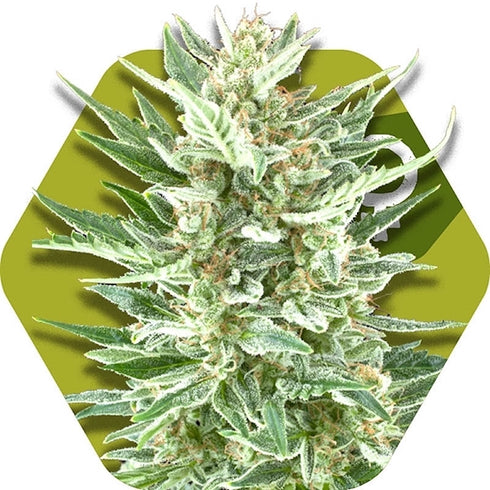 Zambeza Seeds - Vanilla Ice