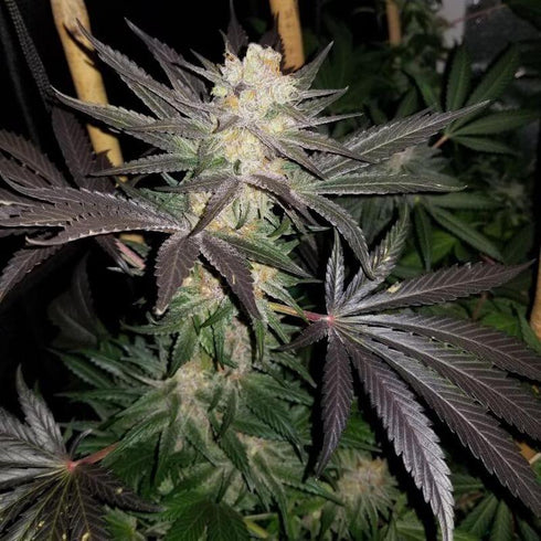 Subcool Seeds/TGA Genetics - Vanilla Tart