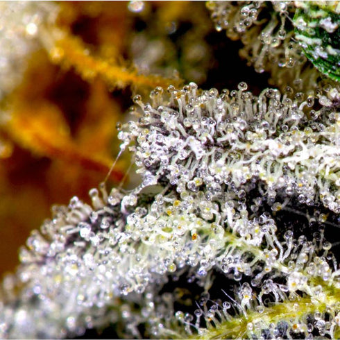 BSB Genetics - Vanilla Frosting