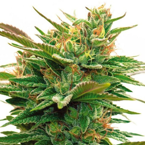 Vision Seeds - Nicole x OG