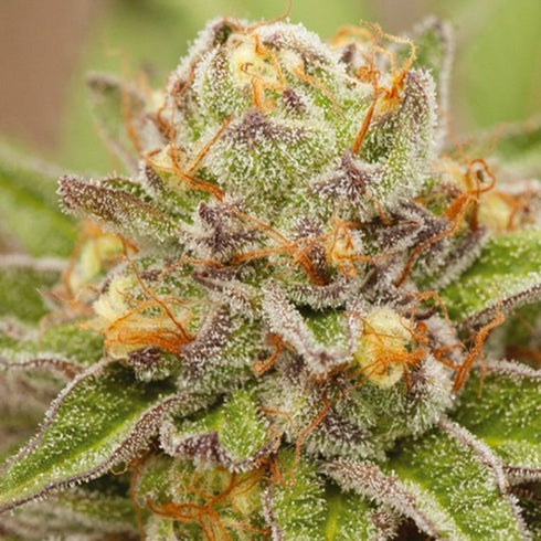 Vision Seeds - Pure Gelato