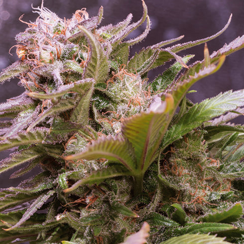 Vision Seeds - Vision Caramello Auto