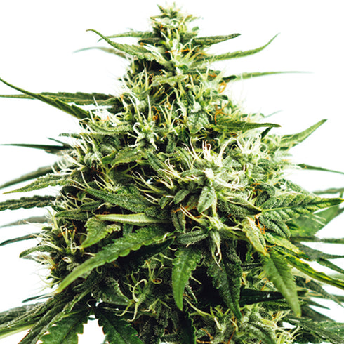 Vision Seeds - Vision Gorilla Auto