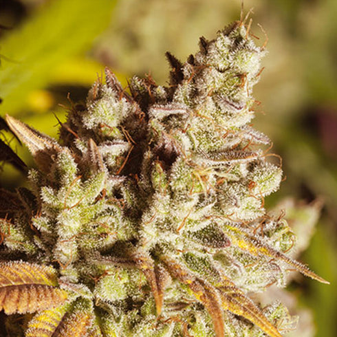 Vision Seeds - Vision Gorilla