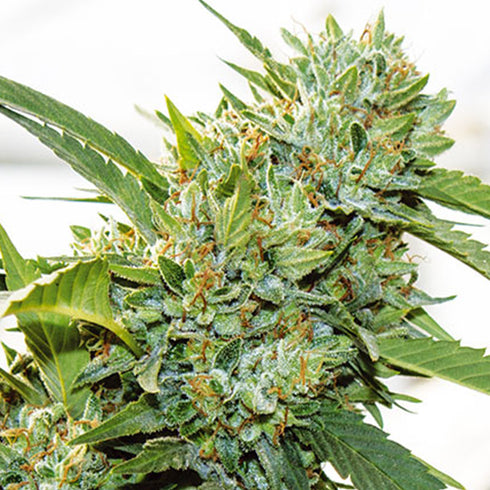 Vision Seeds - Vision Kosher