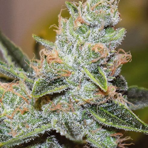 Vision Seeds - Wedding Cake x Triple OG