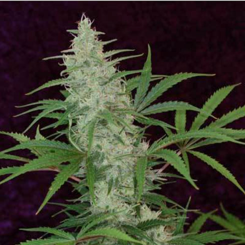 Subcool Seeds/TGA Genetics - Vortex