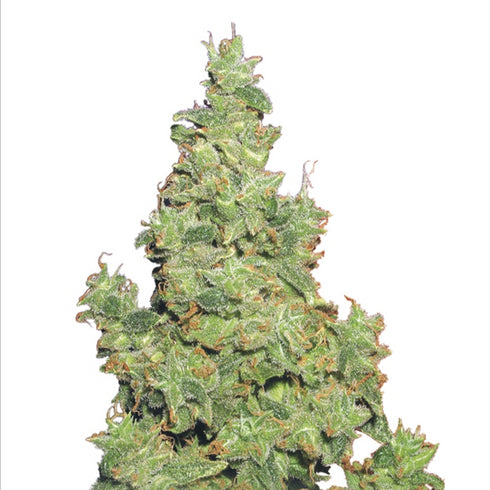 Flying Dutchmen - Voyager