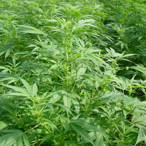 Mr Nice Seedbank - Walkabout