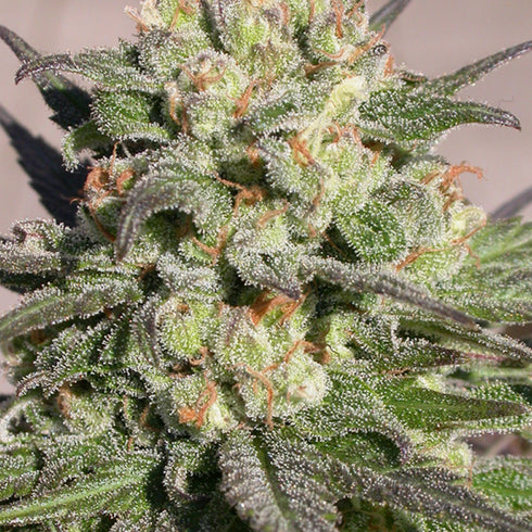 Serious Seeds - Warlock