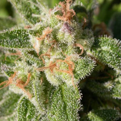 Serious Seeds - Warlock CBD