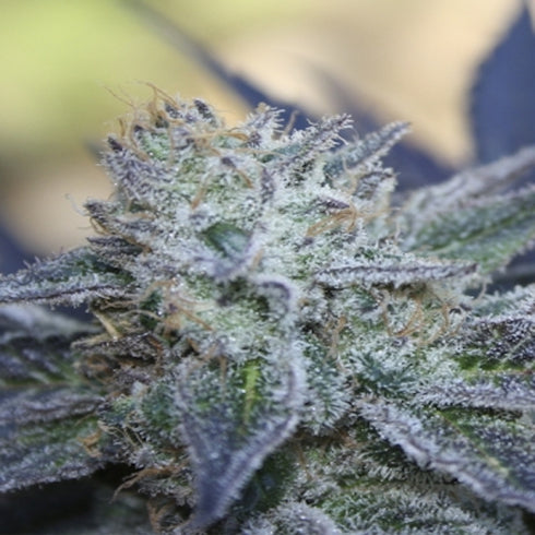 Ripper Seeds - Washing Machine