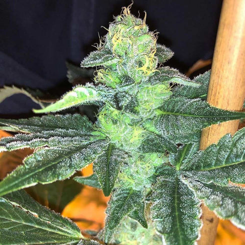 Cannarado Genetics - Watermelon Gushers