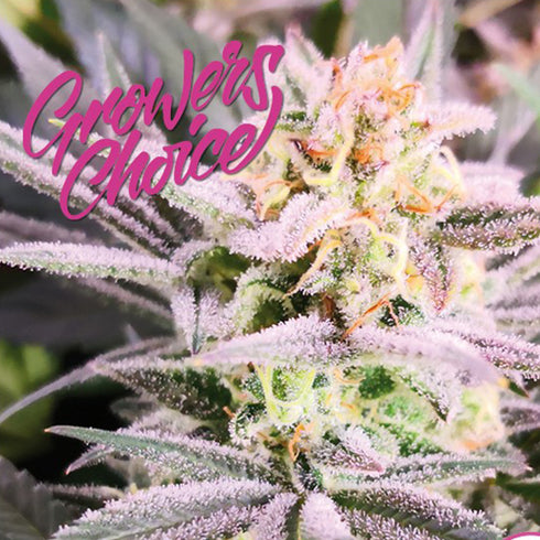 Growers Choice - Watermelon Wedding Cake