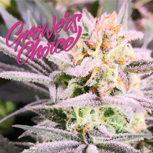 Growers Choice - Watermelon Wedding Cake Double XL Auto