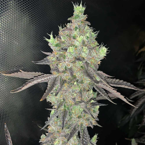 Spitfire Genetics - Watzapp